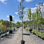 Hruška okrasná (Pyrus calleryana) ´CHANTICLEER´ - výška: 350-400 cm, obvod kmeňa: 10/12 cm, kont. C30L